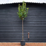 Photinia Red Robin | Christmas berry 'Red Robin' - 330-350cm - 8-10cm - 45lt