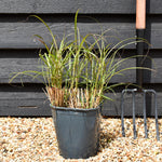 Miscanthus sinensis 'Red Chief' - Grass - Deciduous Perennial - 5lt