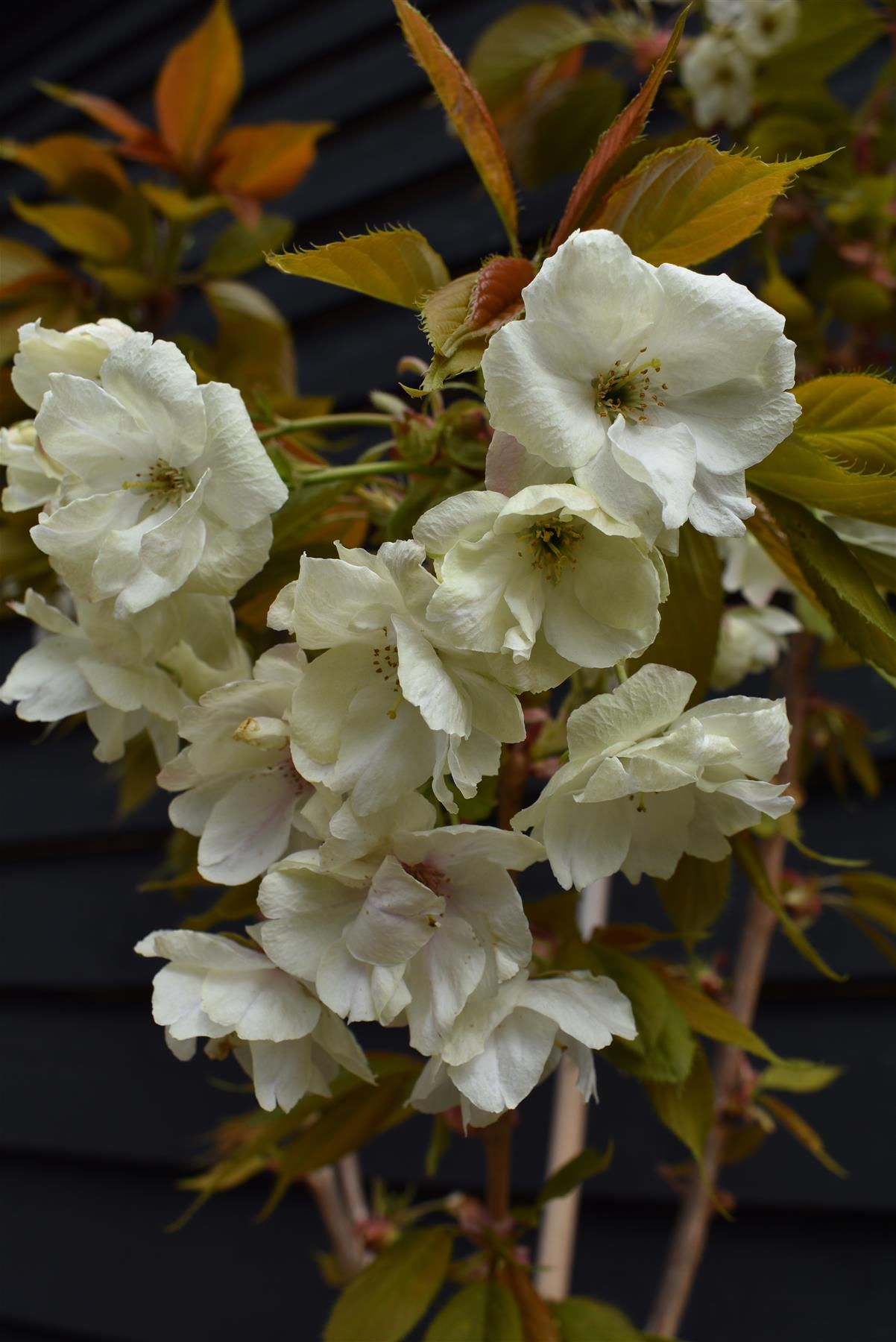 Cherry Blossom | Prunus Ukon - 180-220cm - 12lt