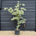 Cornus controversa 'Variegata' | Wedding Cake Tree -200-250cm, 90lt