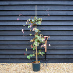 Cercis canadensis 'Carolina Sweetheart' ' | Judas trees - Height 150-170cm - Bushy - 12lt