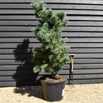 Pinus parvifloravGlauca - Japanese white pine - Height 180-200cm - 110lt