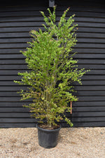 Cercidiphyllum japonicum | Japanese Katsura Tree - 230-250cm, 80lt