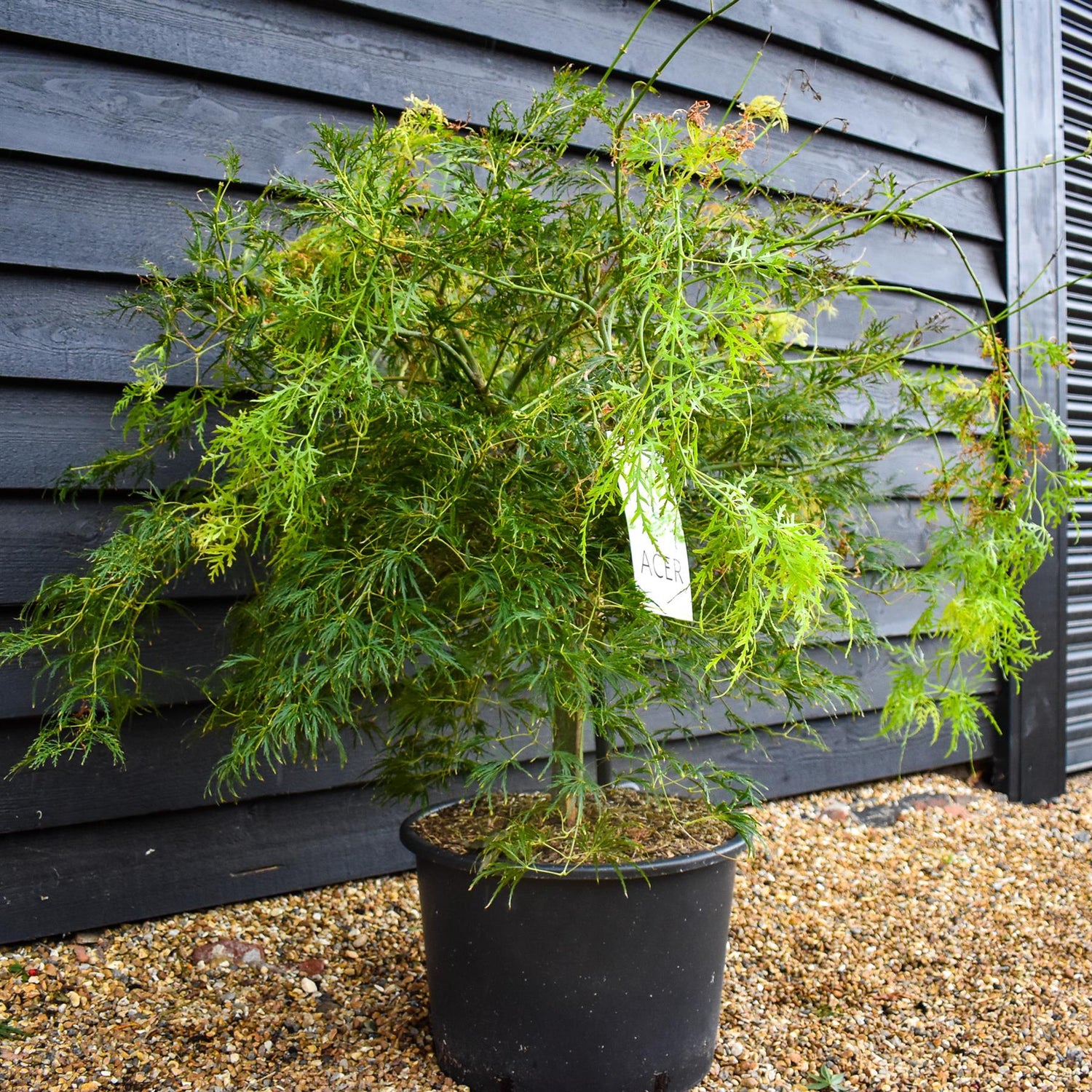 Acer palmatum Dissectum | laceleaf Japanese maple - Weeping - Clear Stem 40cm - Height 100-120cm - 35lt