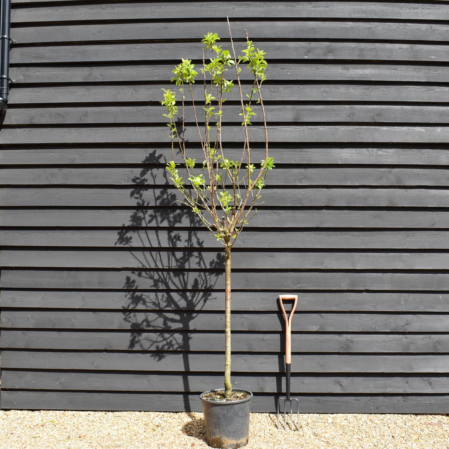 Plum 'Mirabelle de Nancy' | Prunus domestica - Clear Stem 100cm - Height 200-250cm - Girth 12-14cm - 20lt