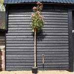 Photinia Red Robin | Christmas berry 'Red Robin' - 300-350cm - 8-10cm - 25lt