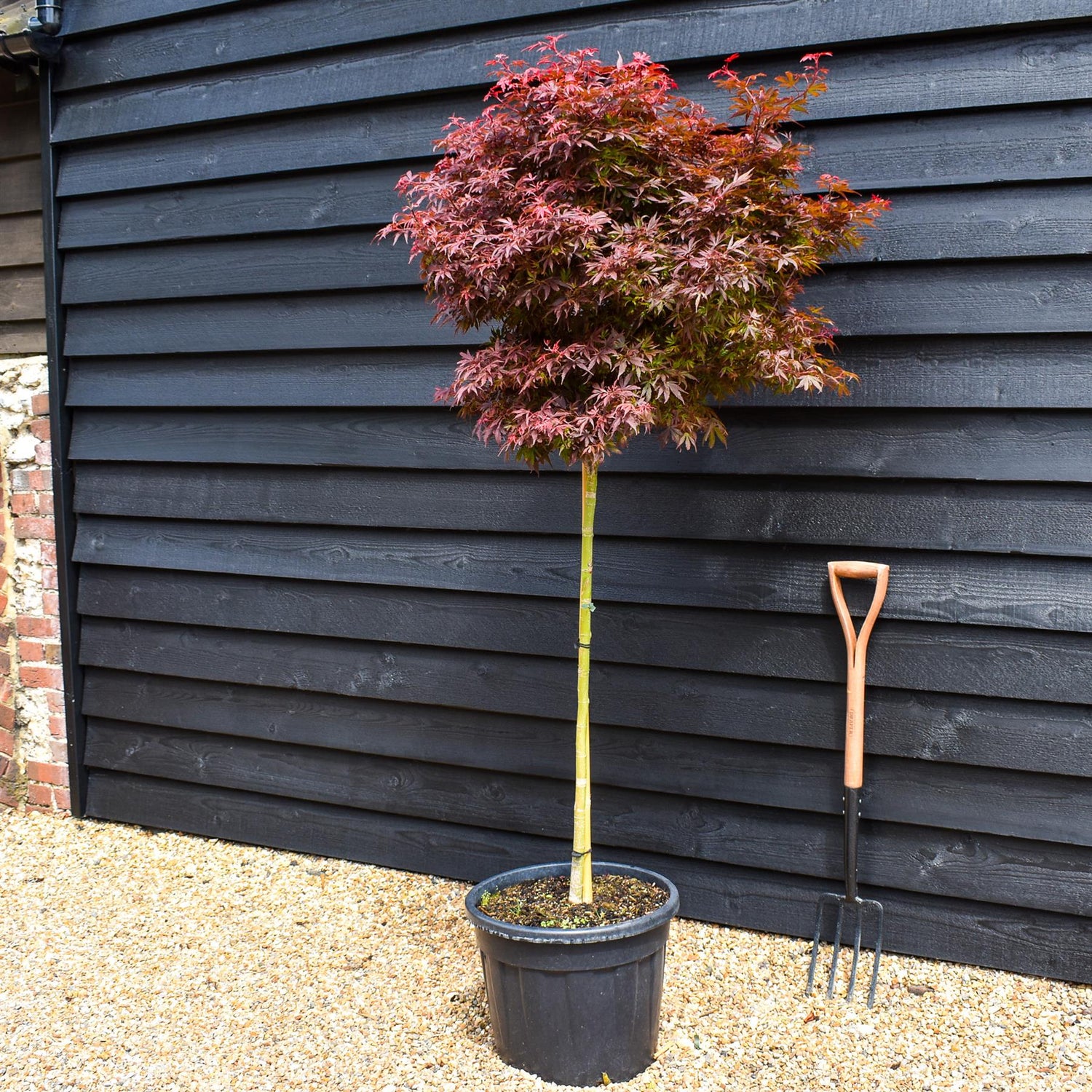 Japanese maple 'Shaina' | Acer palmatum - Clear Stem 90cm - Height 150-180cm - 35lt