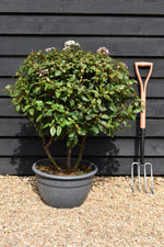 Viburnum tinus | Laurustinus - Multistem - Height 80-100cm - 45lt
