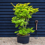 Acer shirasawanum 'Aureum' | Golden Full Moon maple - Bushy - Height 140-150cm - 90lt