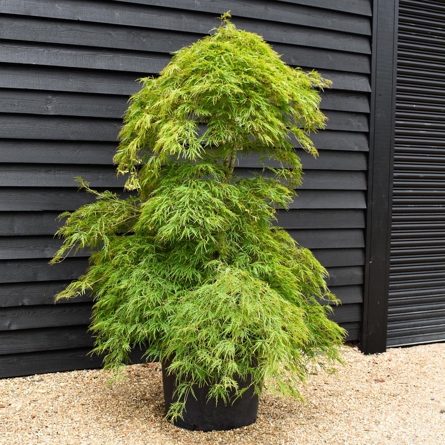 Acer palmatum dissectum | laceleaf Japanese maple - Height 220-240cm - 130lt