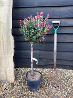 Photinia x fraseri Little Red Robin | Christmas berry 'Little Red Robin' - Stem - 100cm - 8lt