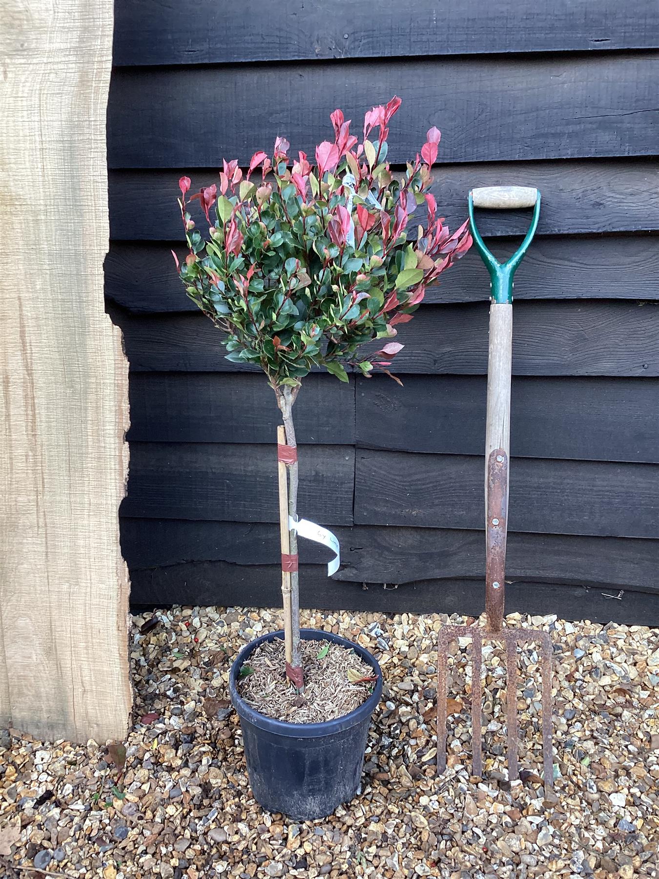 Photinia x fraseri Little Red Robin | Christmas berry 'Little Red Robin' - Stem - 100cm - 8lt