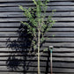 Prunus Pandora | Cherry 'Pandora' - 200-250cm, 10lt