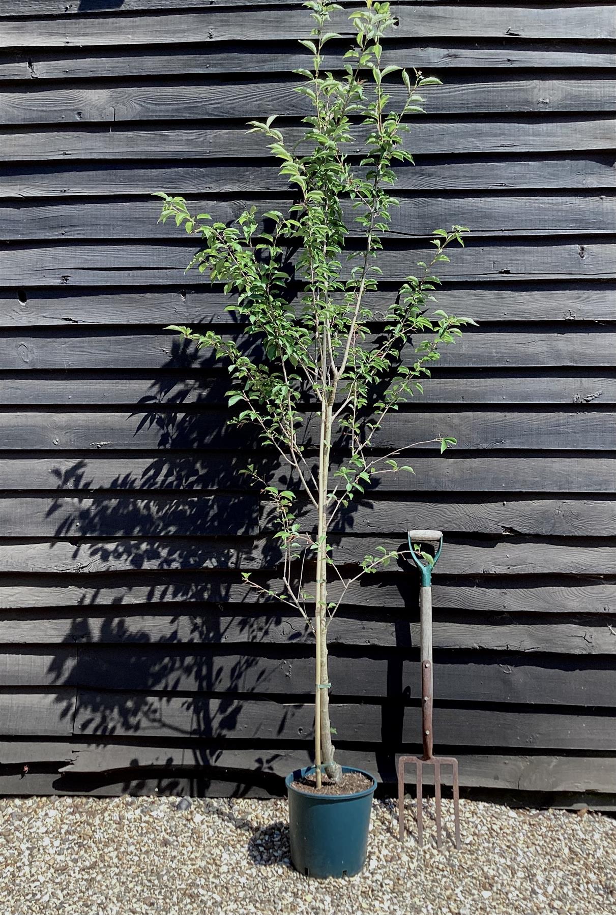 Prunus Pandora | Cherry 'Pandora' - Height 180-220cm - 12lt