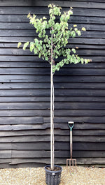 Judas tree | Cercis siliquastrum - Girth 5-6cm - 230-250cm - 18lt