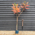 Rhus Typhina| Staghorn Sumac - Height 80-120cm - 10lt