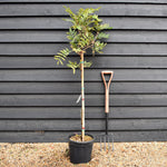 Wisteria brachybotrys 'Iko yama Fuji' Half Standard -Clear Stem - Height 130-150cm - 9lt