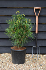 Sciadopitys Verticillata | Japanese umbrella tree - Height 70cm - Width 40-50cm - 15lt