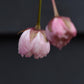 Prunus Shirofugen | Cherry 'Fugenzō' - 170-200cm, 10lt