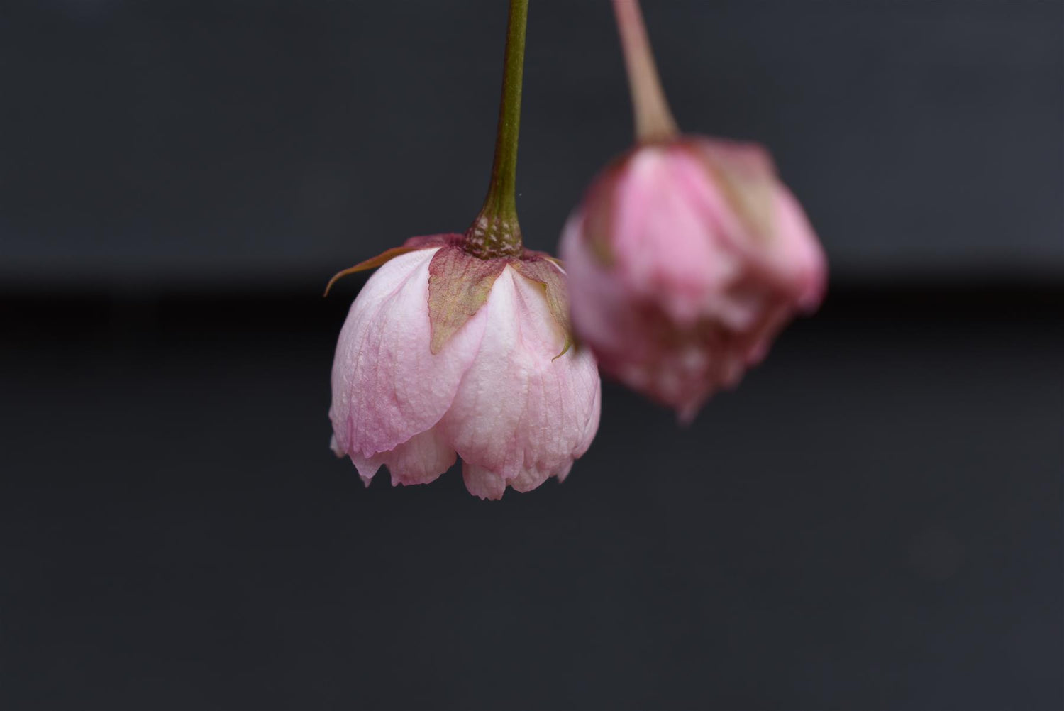 Prunus Shirofugen | Cherry 'Fugenzo' - Height 140-160cm -  10lt