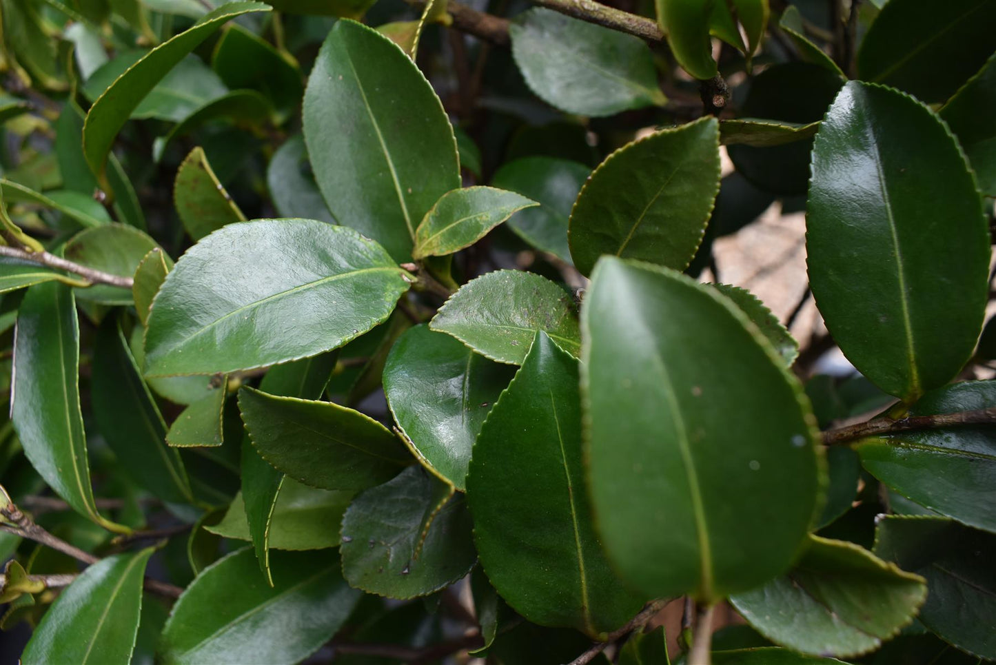 Camellia sasanqua - Multistem - Shrub - Height 90-100cm - 60lt