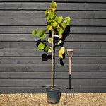Cercis canadensis 'Hearts of Gold' - Height 160-180cm - Bushy - 12lt