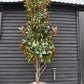 Magnolia grandiflora | Evergreen Magnolia - 300-320cm, 130lt