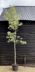 Liquidambar styraciflua 'Albomarginata' | Sweet Gum 'Silver King' - 90lt