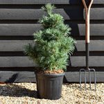 Pinus parviflora Schoons Bonsai | Japanese white pine - Bushy - Height 60-70cm - 10lt