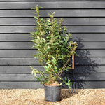 Viburnum odoratissimum 'Coppertop'- Height 120-140cm - 18lt