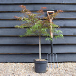 Japanese Maple 'Garnet' | Acer palmatum 'Garnet' Clear Stem 20cm - Height 50-70cm - 4lt