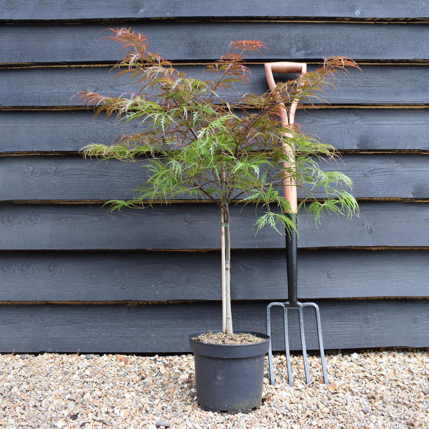 Japanese Maple 'Garnet' | Acer palmatum 'Garnet'   Clear Stem 20cm - Height 50-70cm - 4lt