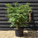 Winged Spindle Tree | Euonymus Alatus - Height 90-110cm - 25lt