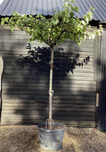 Morus Alba | White Mulberry - Pleached Parasol - Girth 16-18cm - 230cm - 150lt