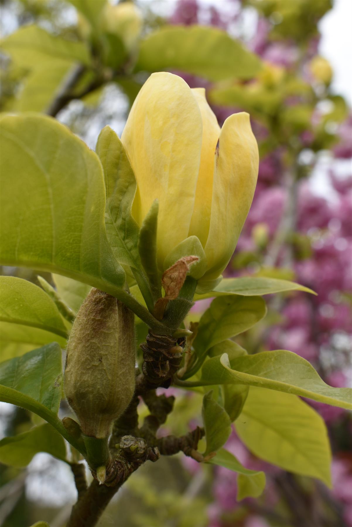 Magnolia Yellow River - 18cm - 420-430cm - 110lt