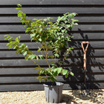 Hamamelis x intermedia 'Feuerzauber' | Witch hazel - Height 120-140cm - 20lt