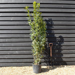 Laurus nobilis - Bay - Bushy - Height 200-230cm - 18lt