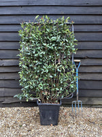 Photinia fraseri Compacta - Metal Frame/Espalier - Height 120cm Width 80cm - 30lt