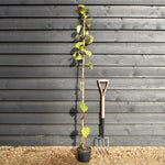 Actinidia deliciosa 'Jenny' - Kiwi - Deciduous Climber - Height 170-180cm - 3lt