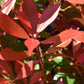 Photinia Red Robin | Christmas berry 'Red Robin' - Compacta - Frame - 140-150cm, 18lt