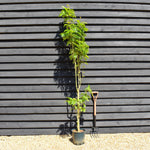 Sorbus aucuparia Autumn Spire | Mountain Ash ‘Autumn Spire’ - Height 170-200cm - 12lt