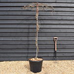 Wisteria 'Iko yama Fuli' -Umbrella - Roof Espalier Clear Stem 170cm - Height 200cm - 45lt