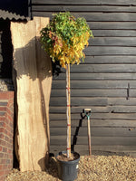 Liquidambar styraciflua 'Gum Ball' | Sweet gum 'Gum Ball' - 250-260cm, 25lt