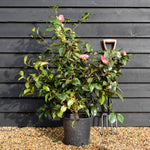 Camellia x williamsii Debbie - Shrub - Height 80-100cm - 12lt