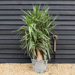 Yucca 'Elephantipes - Shrub - Multistem - Height 170cm - 45lt