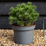 Pinus mugo Klostergrun | dwarf mountain pine 'Klosterkötter' - Height 18-20cm - Width 20-25cm - 5lt