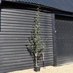 Betula jacquemontii | Himalayan Birch - Height 280-300cm - 20lt