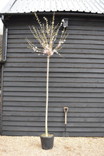 Prunus subhirtella Autumnalis Rosea | Winter-Flowering Cherry 'Autumnalis Rosea' - Girth 10-12cm - 300-320cm - 30lt
