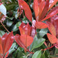 Photinia Red Robin | Christmas berry 'Red Robin' - 175-200cm, 45lt