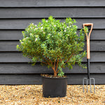 Daphne transatlantica Eternal Fragrance - Established - Height 40cm - Width 40-50cm - 20lt